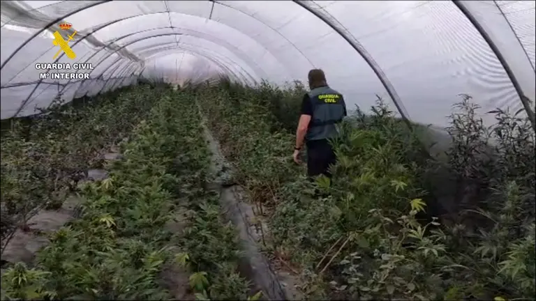 Invernaderos de marihuana