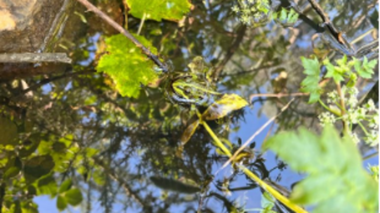 Foto: Agua tras tratamiento de zona minera degradada con Tecnosoles. Se aprecia la presencia de anfibios como ranas, lo que es indicativo de la calidad del agua obtenida tras el tratamiento.