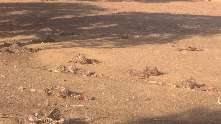 Ataque de buitres a un rebaño