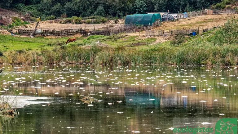 Zona donde han aparecido los peces muertos
