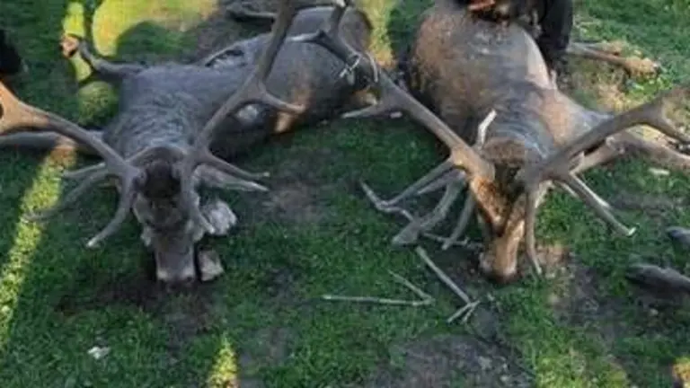 Ciervos abatidos en una montería en Huelva