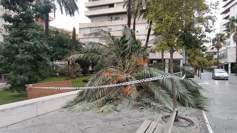 Palmera caída esta tarde en Plaza del Punto (Foto: RR.SS)
