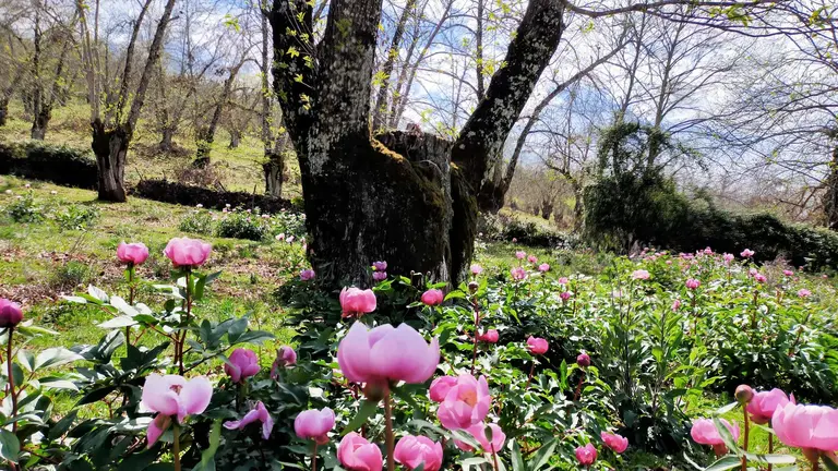Ecosistema del castañar serrano