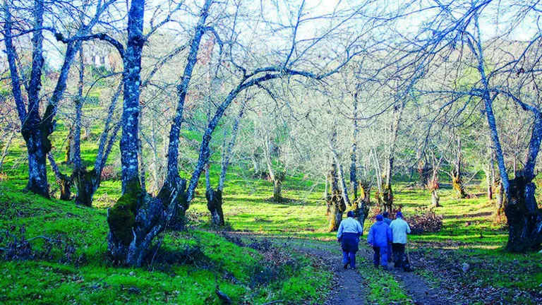 Sendero entre casta&ntilde;os en el Parque Natural de la Sierra de Aracena y Picos de Aroche