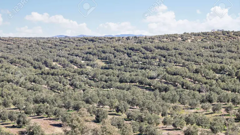 Olivar en Huelva