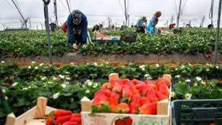 Plantaciones de fresas en Huelva