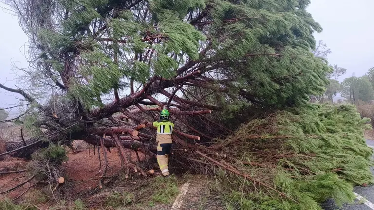 &Aacute;rbol ca&iacute;do