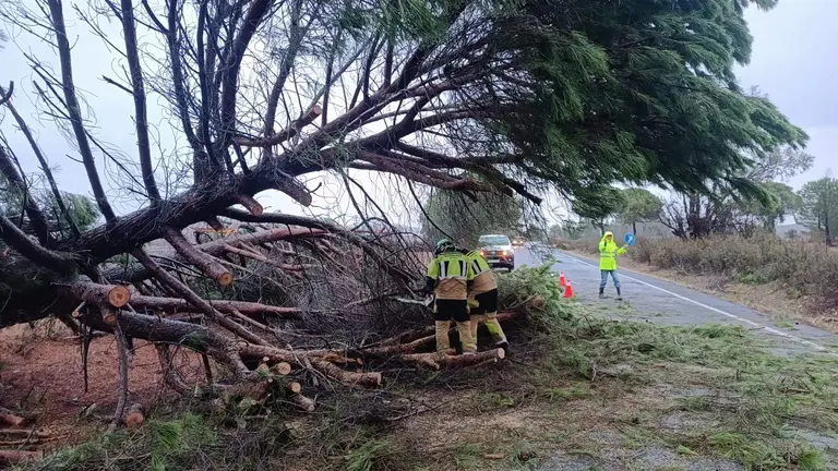 Árbol tumbado por el viento