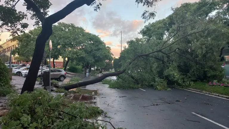 &Aacute;rboles arrancados