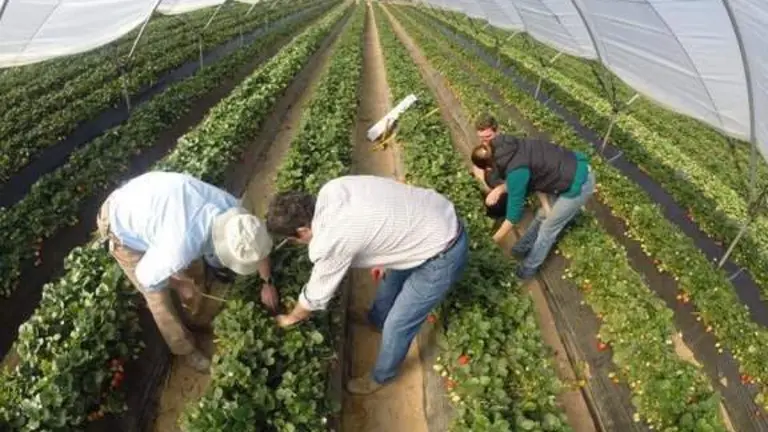 Agricultores revisando las plantaciones