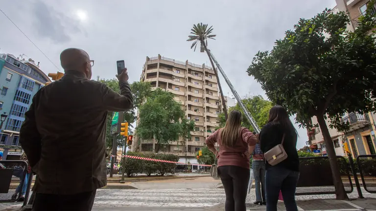 Revisión de la palmera