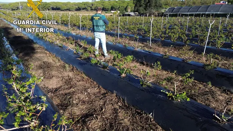 Explotación afectada por el robo de moras