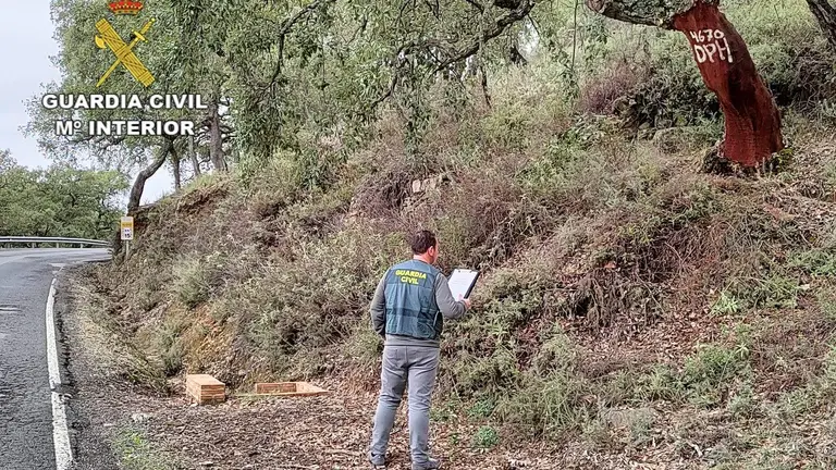 Control de uno de los alcornoques 'sacados'