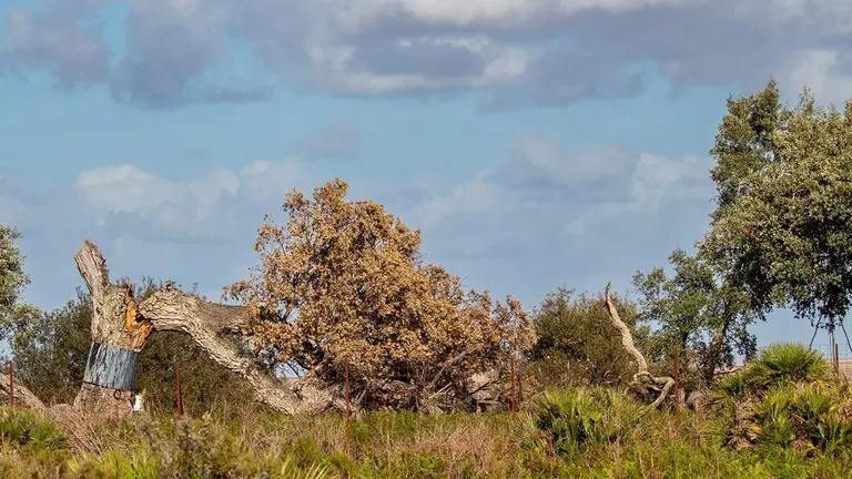 Pajarera tronchada (Foto: J. Monje)