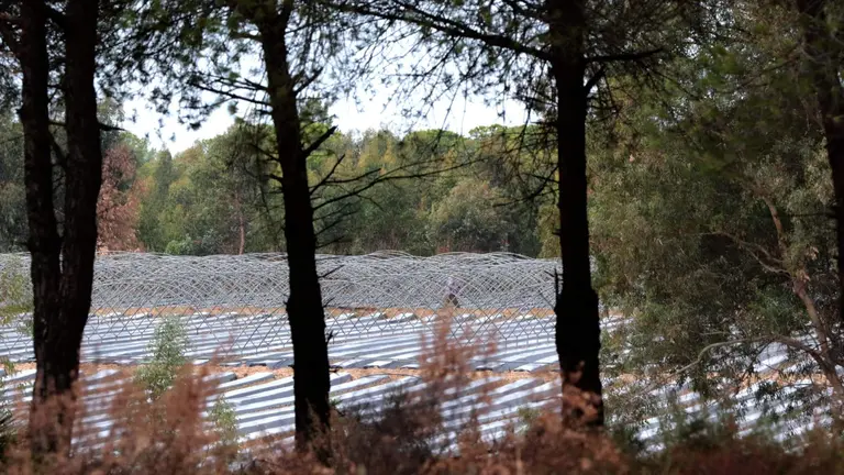 Zona de plantaciones afectadas por el Acuerdo