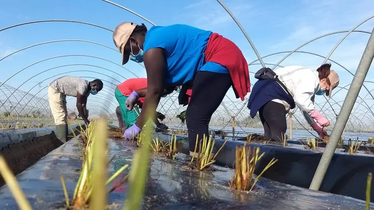 Fase de plantaci&oacute;n