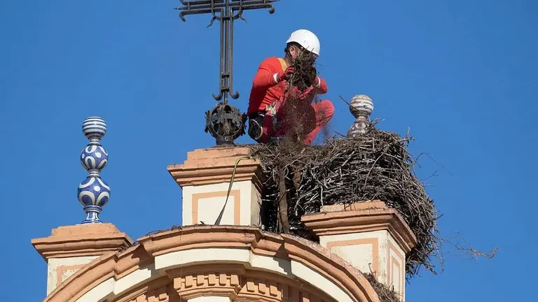 Operarios desmontando el nido