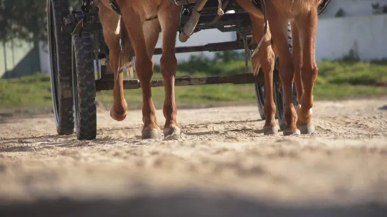 Carro en El Roc&iacute;o