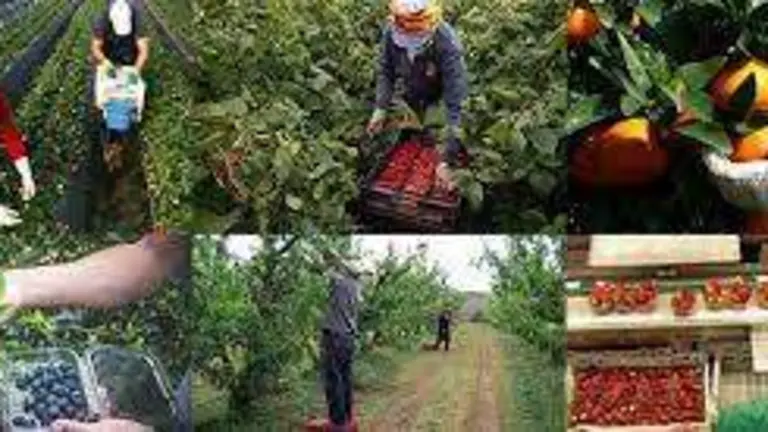 Labores agr&iacute;colas