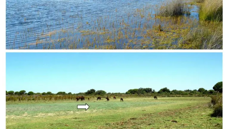 Laguna reseca, ocupada por jabalíes que desenterraron el pito