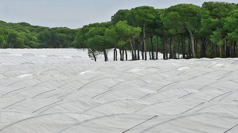 Invernaderos junto a terrenos forestales en el entorno de Doñana