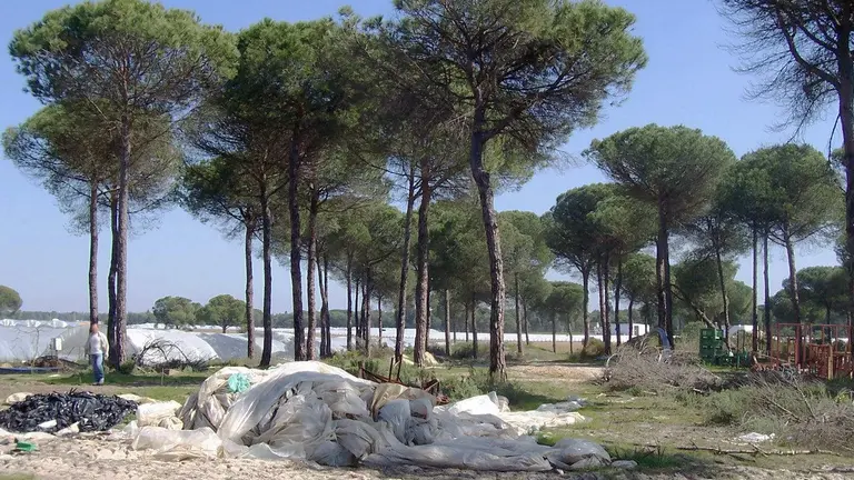 Zona forestal junto a plantaciones en el entorno de Do&ntilde;ana