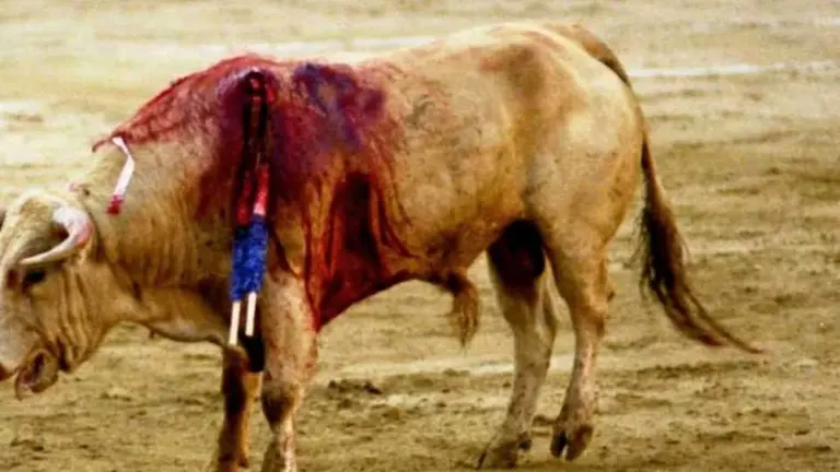 Un toro, herido mortalmente en la plaza