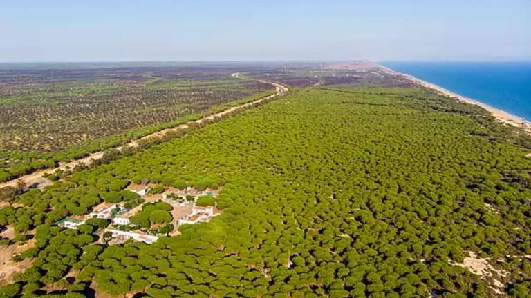 Pinares de Do&ntilde;ana