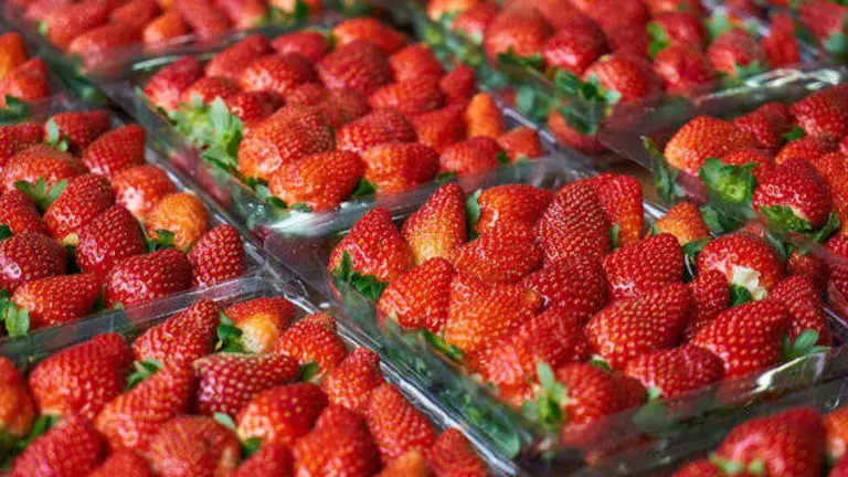 Cajas de fresas