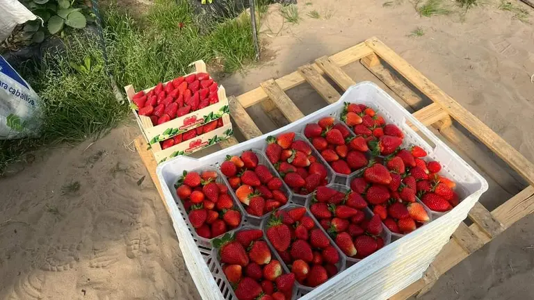 Recolección de fresas