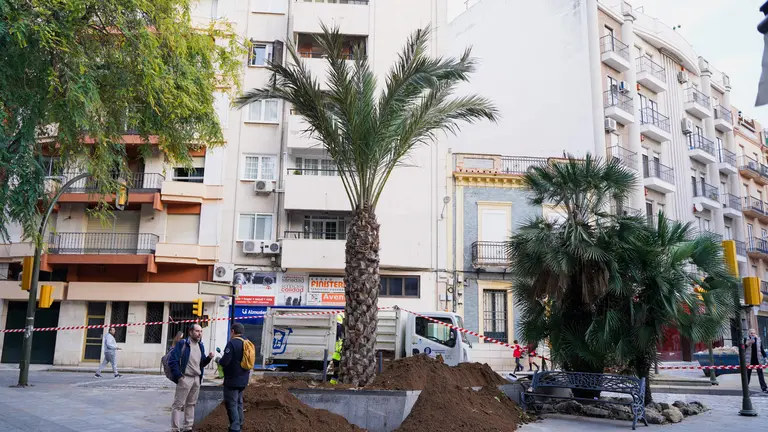 Palmera nueva en Quintero B&aacute;ez