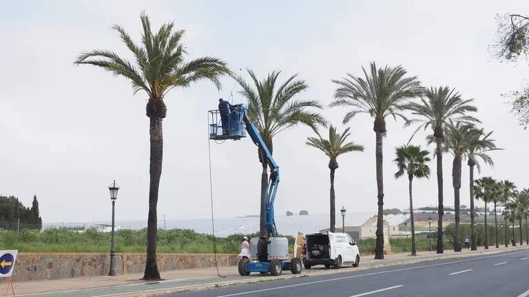 Tratamiento de palmeras