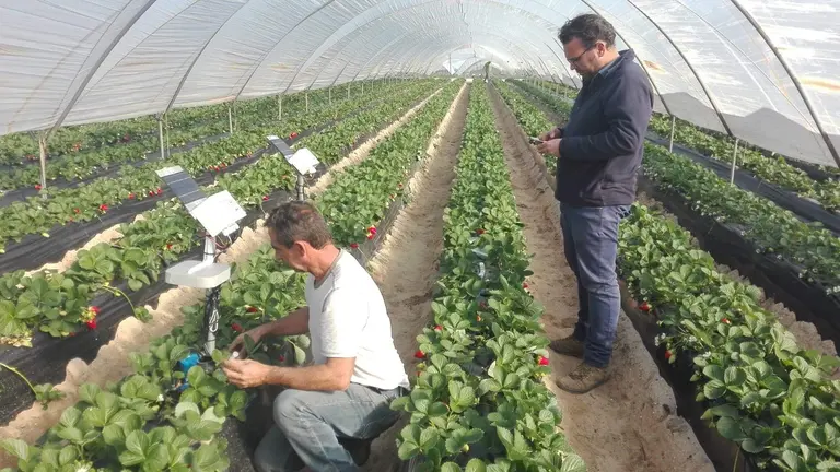 Infocultivo-sensores