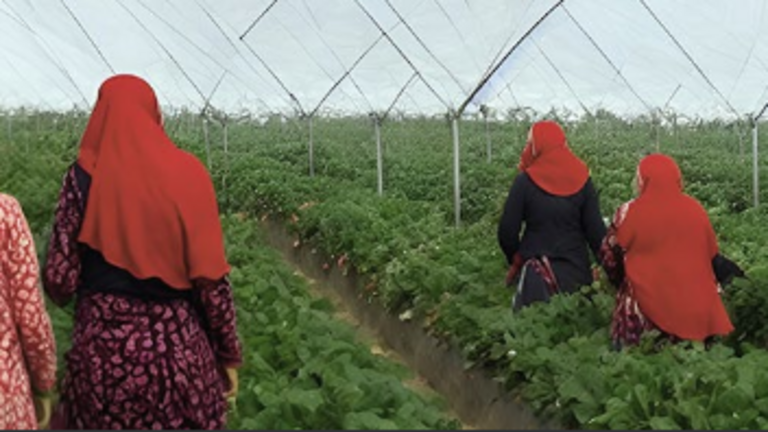 Trabajadoras en una explotación fresera