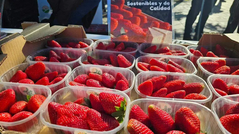Tarrinas de fresas