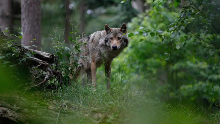 EjemplarMari_lle_van_Uitert_WWF