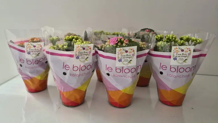 Macetas para mam&aacute;