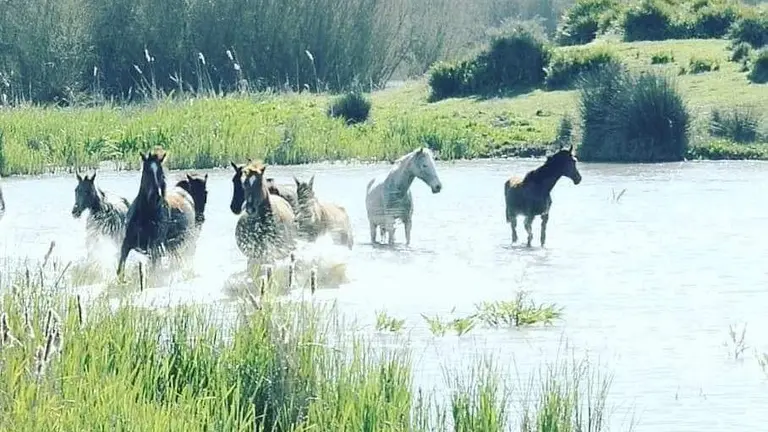 Caballos en la marisma del Rocío, zona caliente de mosquitos transmisores