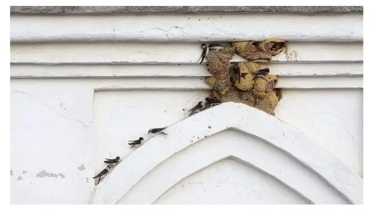 Nidos que fueron destruídos en Aracena