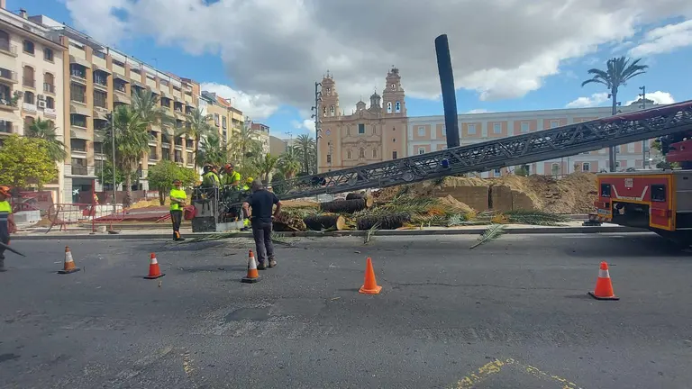 Palmera recién talada, al fondo la única que resiste