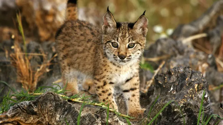 Cachorro de lince