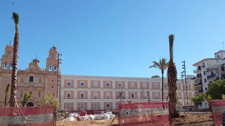 Dos de las 11 nuevas palmeras plantadas en La Merced, con la catedral al fondo