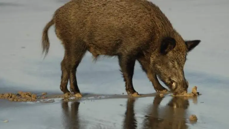 Un jabalí en el área de Doñana