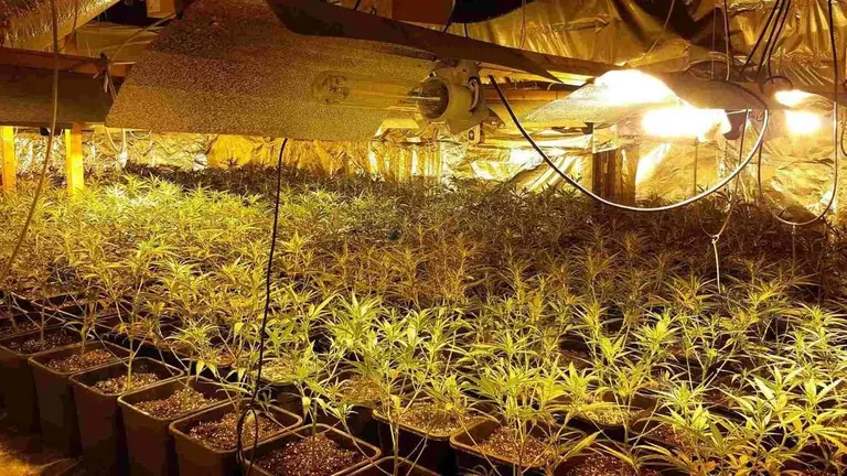 Plantación interior de marihuana