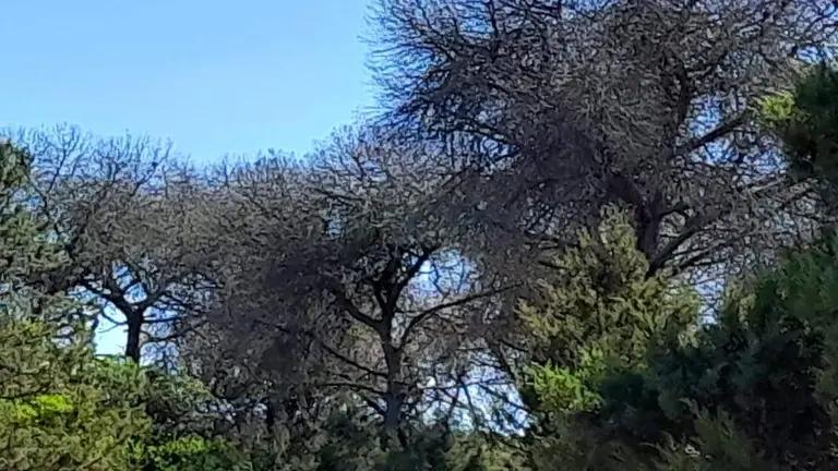 Pinar de la Marismilla