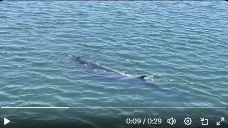 Captura de pantalla de la 'visita' de la ballena a la ría