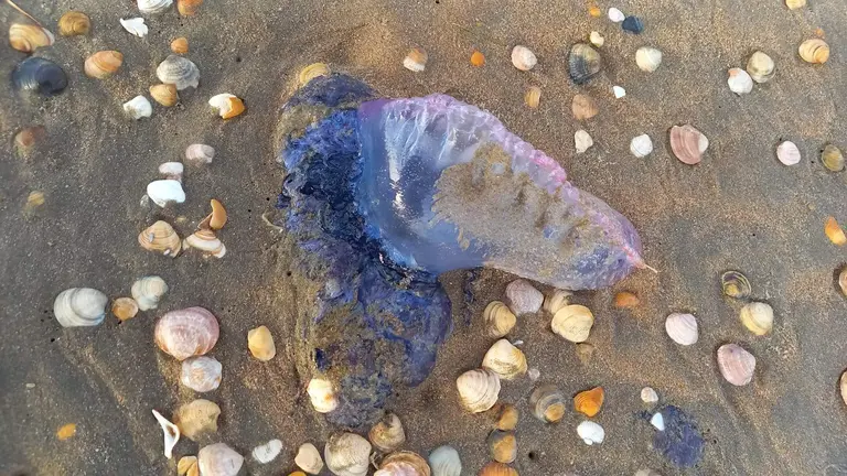 Ejemplares de Carabelas Portuguesas detectadas en Punta Umbría