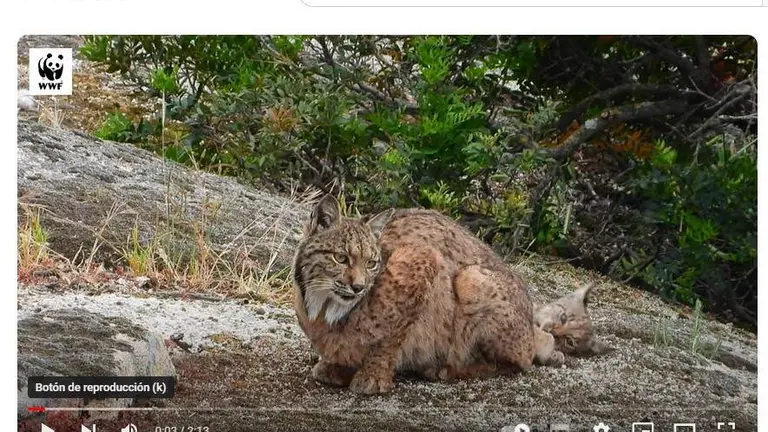 Captura de pantalla del balance del lince ib&eacute;rico realizado por WWF