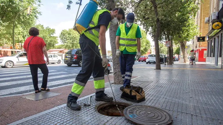 Control de plagas en alcantarillas de la ciudad