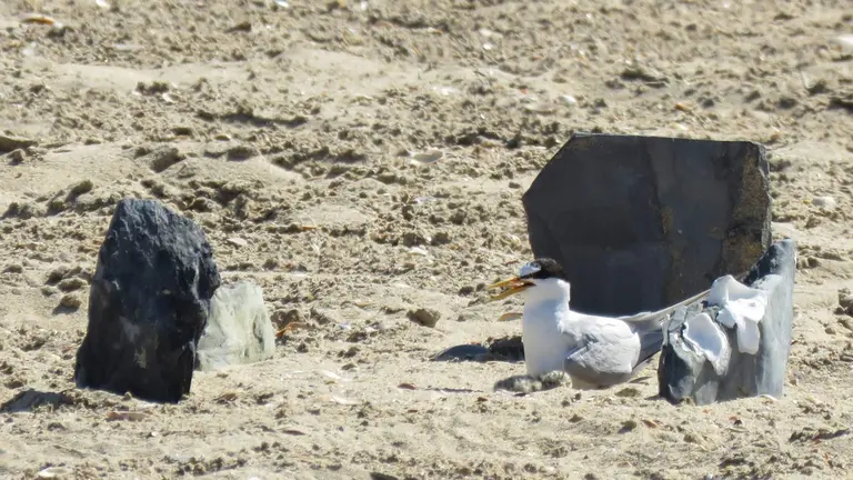 Nido con pollos junto al per&iacute;metro se&ntilde;alizado
